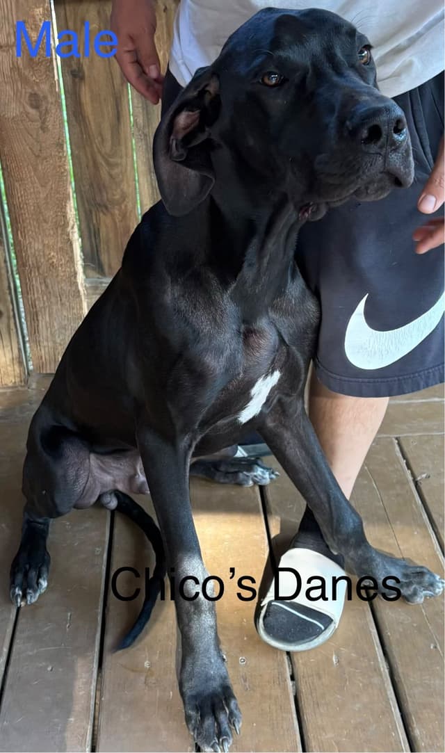 Great Dane Puppies media 3