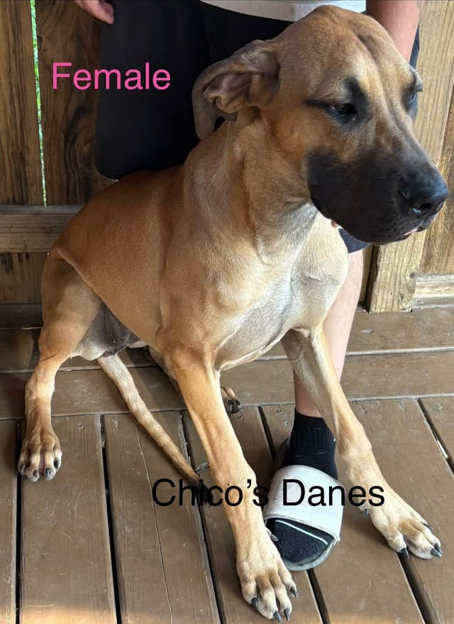 Great Dane Puppies media 5