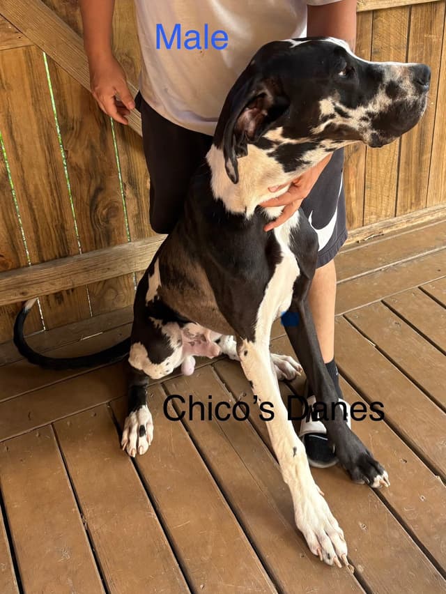 Great Dane Puppies media 6