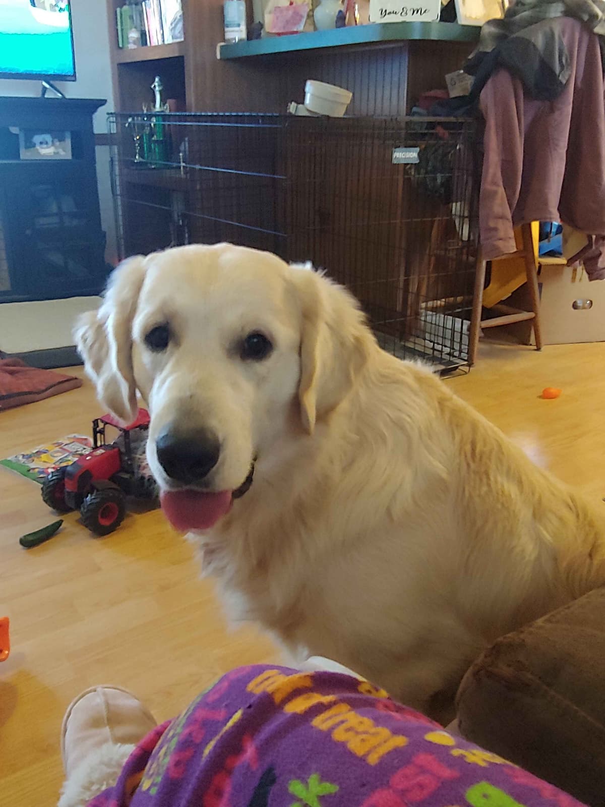 Golden Retriever Puppies breeder image 3