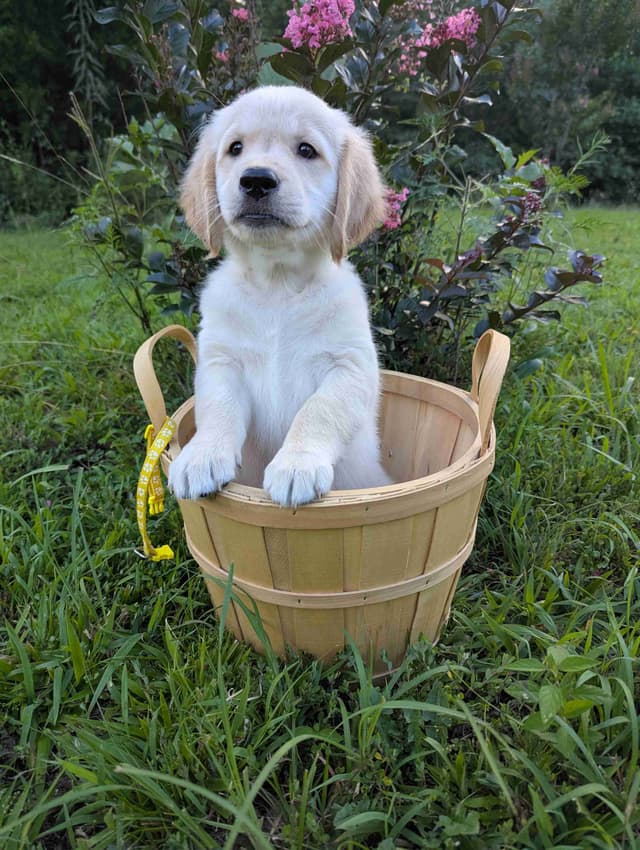 Golden Retriever Puppies media 3