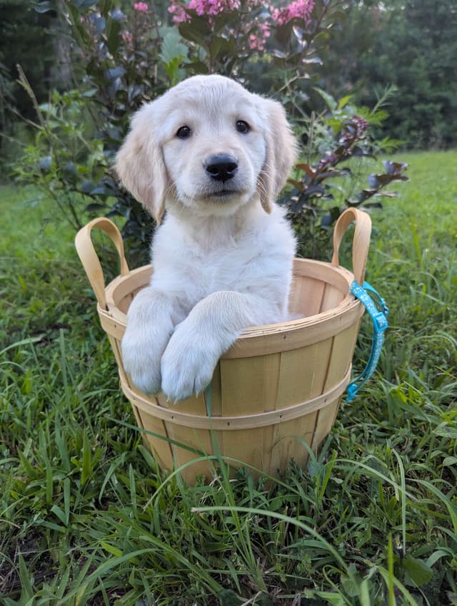Golden Retriever Puppies media 2