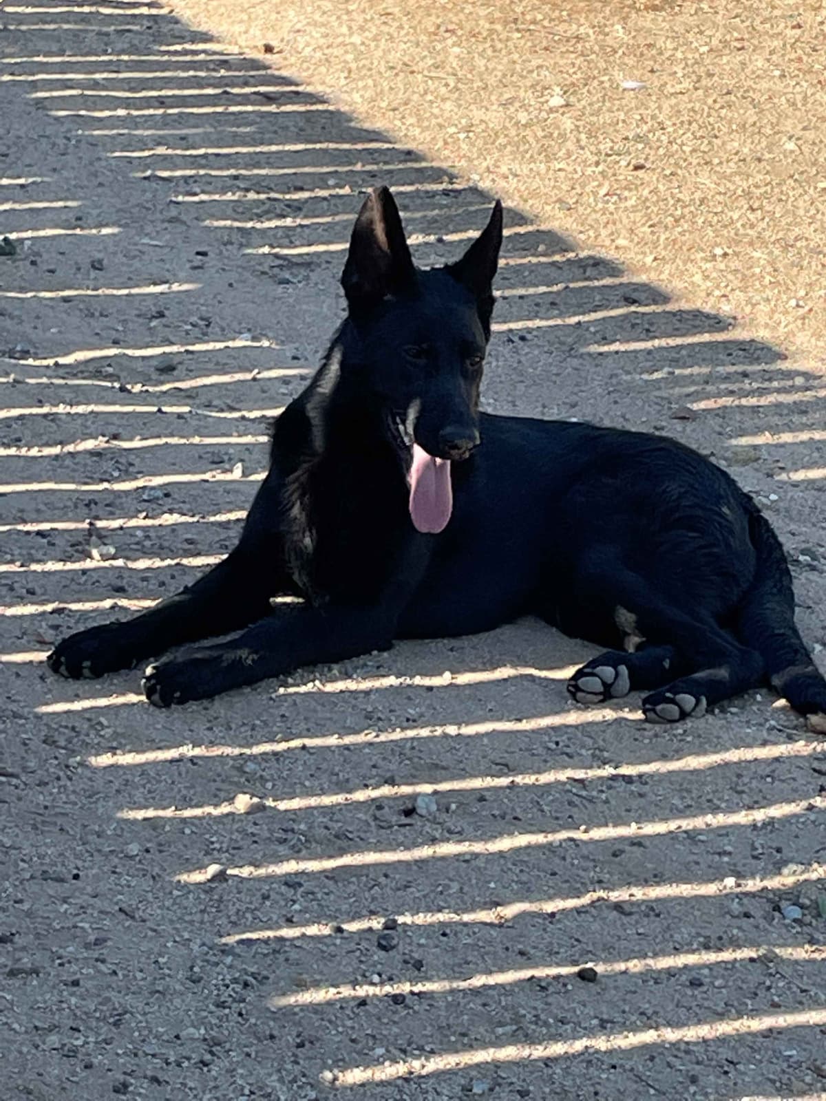 German Shepherd Dog Puppies breeder image 6