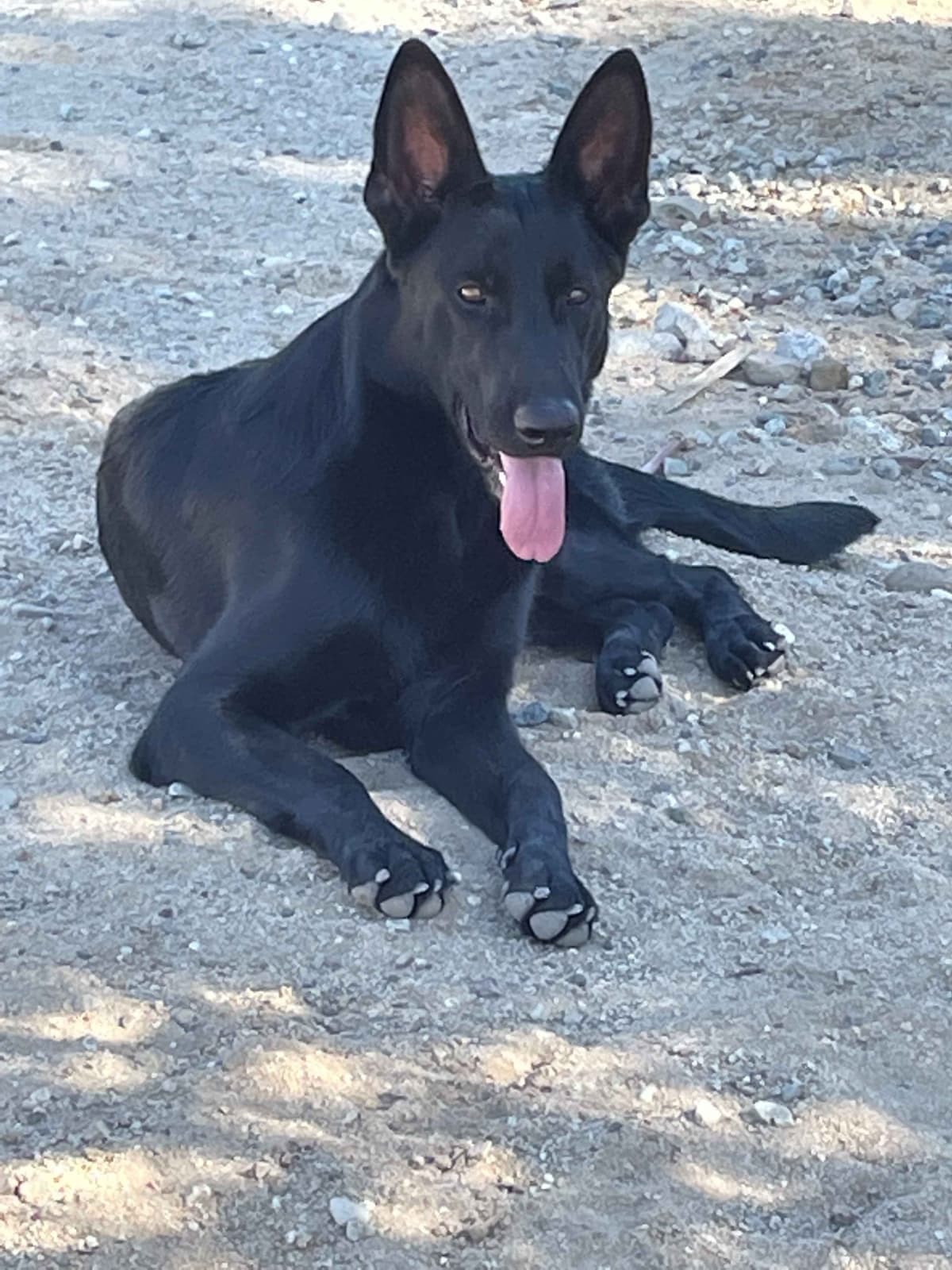German Shepherd Dog Puppies breeder image 7