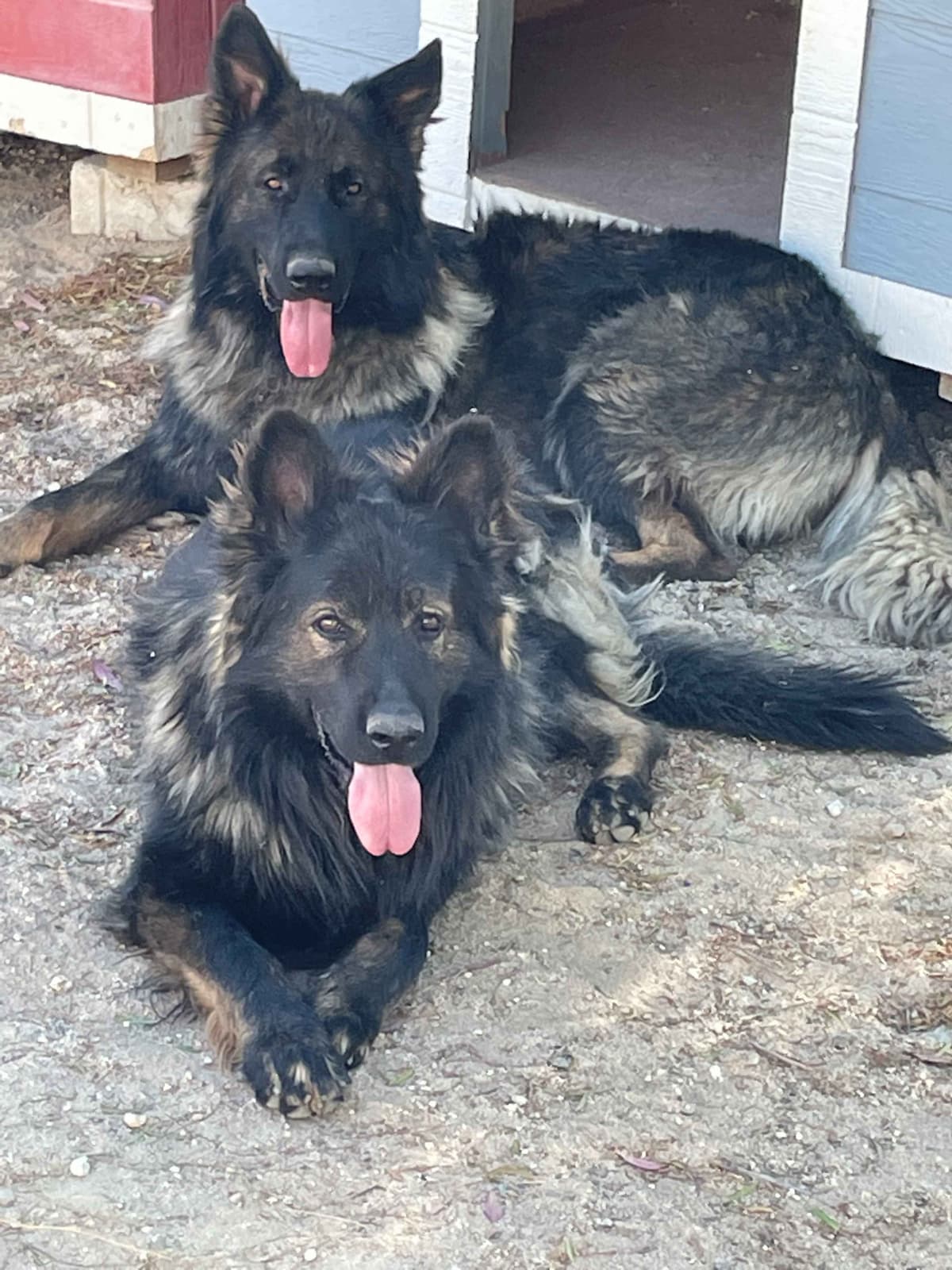 German Shepherd Dog Puppies breeder image 8