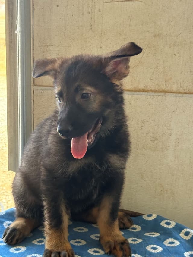 German Shepherd Dog Puppies media 2