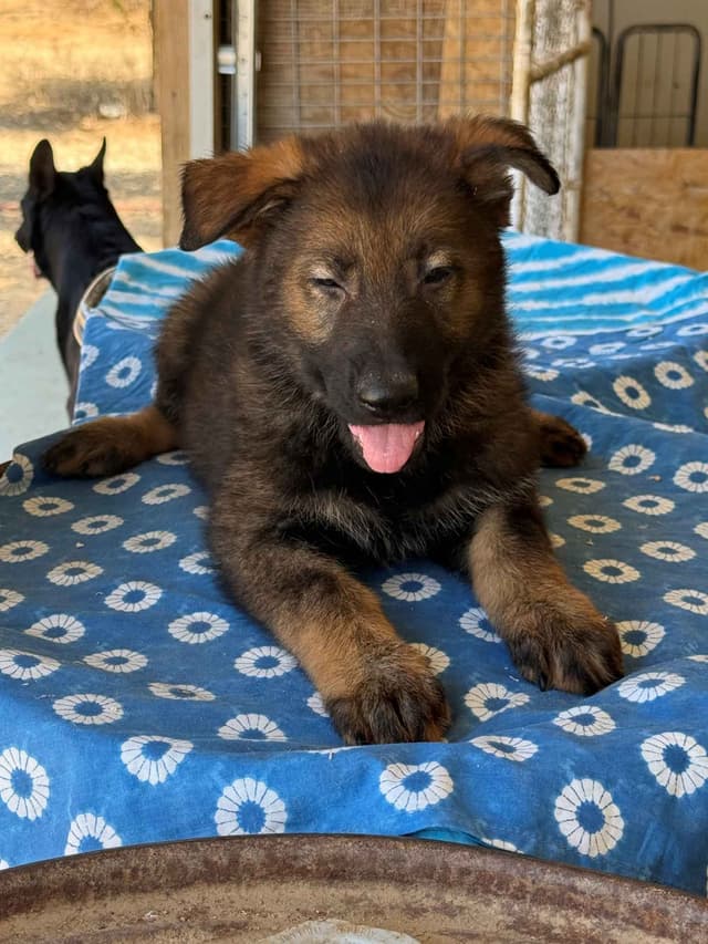 German Shepherd Dog Puppies media 3