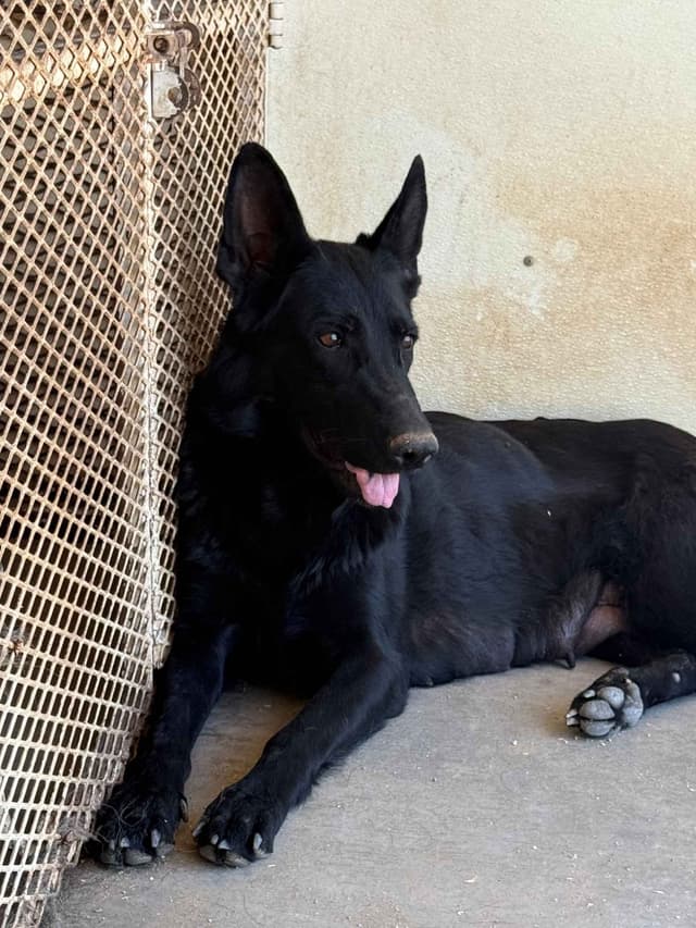 German Shepherd Dog Puppies media 4