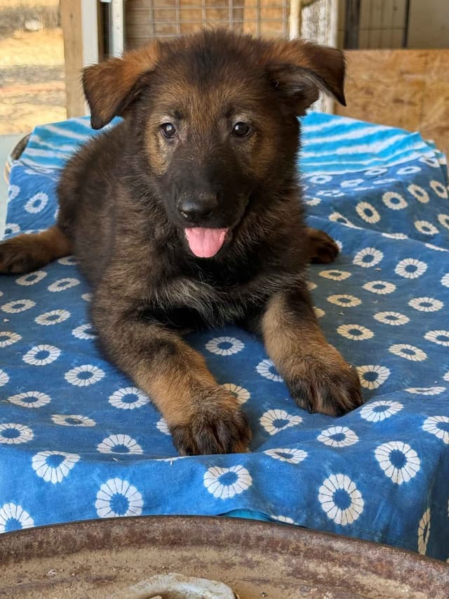 German Shepherd Dog Puppies media 5