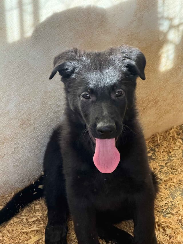 German Shepherd Dog Puppies media 6