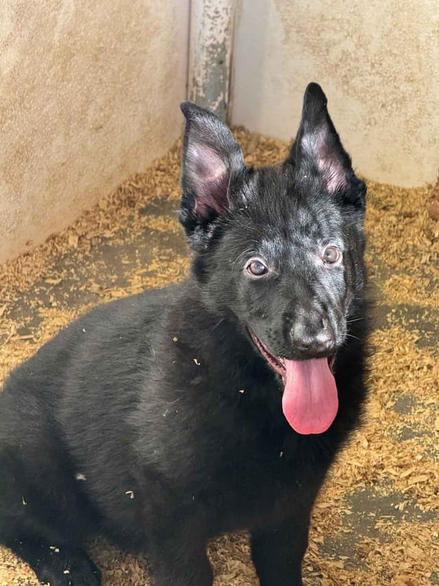 German Shepherd Dog Puppies media 8