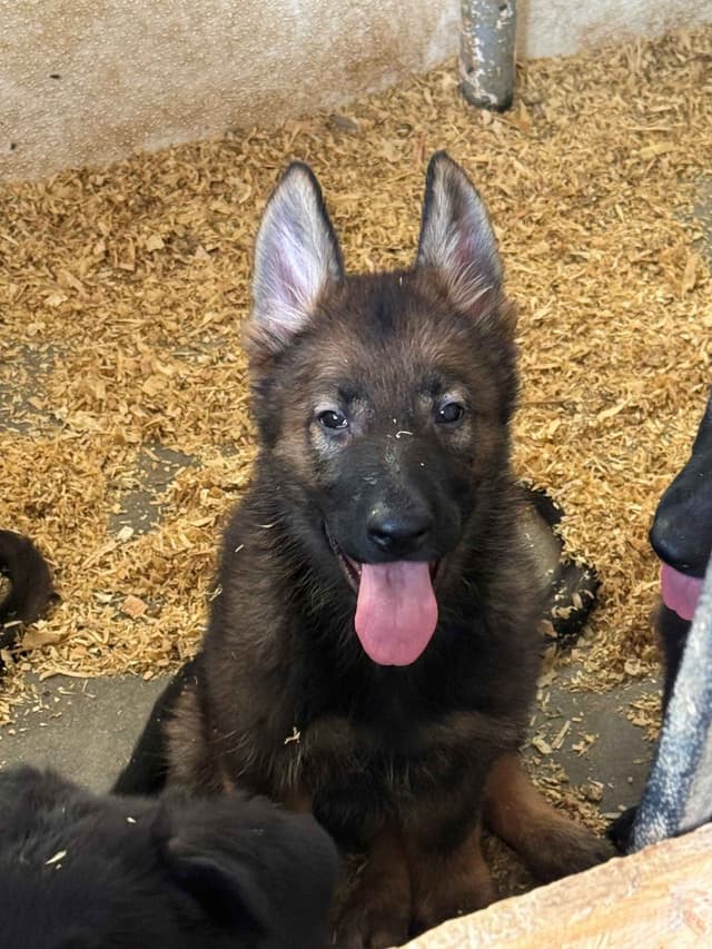 German Shepherd Dog Puppies media 7