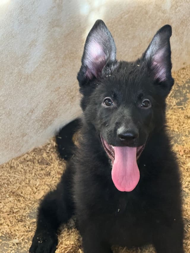 German Shepherd Dog Puppies media 9