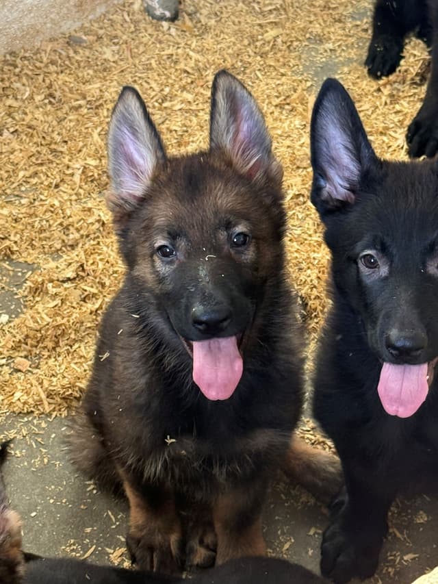 German Shepherd Dog Puppies media 10