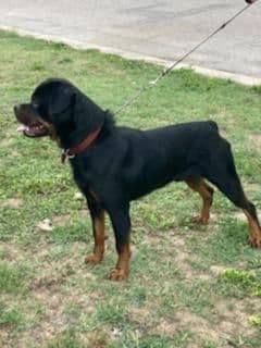 Rottweiler Puppies breeder image 3