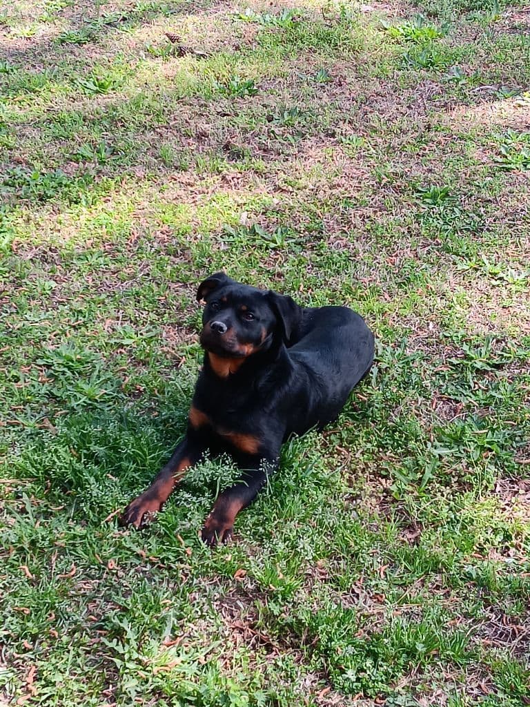 Rottweiler Puppies breeder image 2
