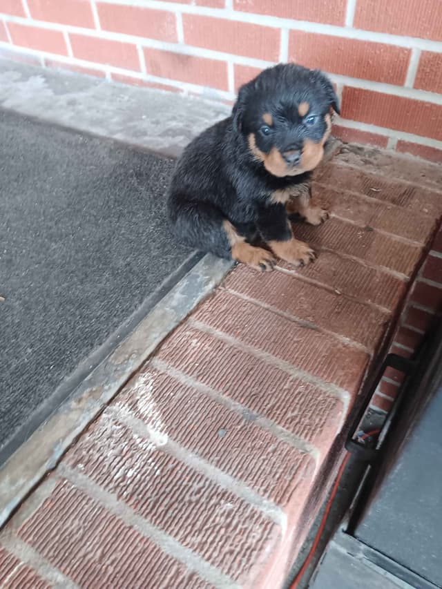 Rottweiler Puppies media 2