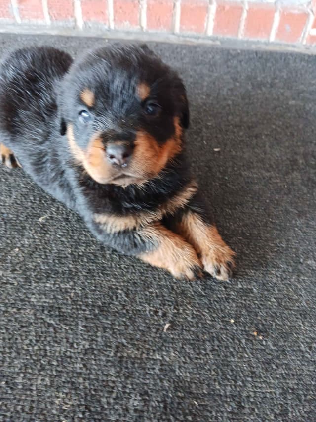 Rottweiler Puppies media 4