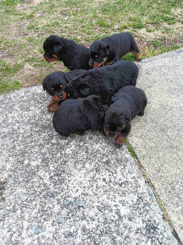 Rottweiler Puppies media 3