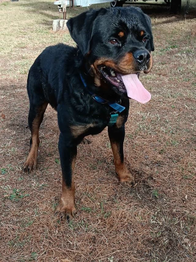 Rottweiler Puppies media 5