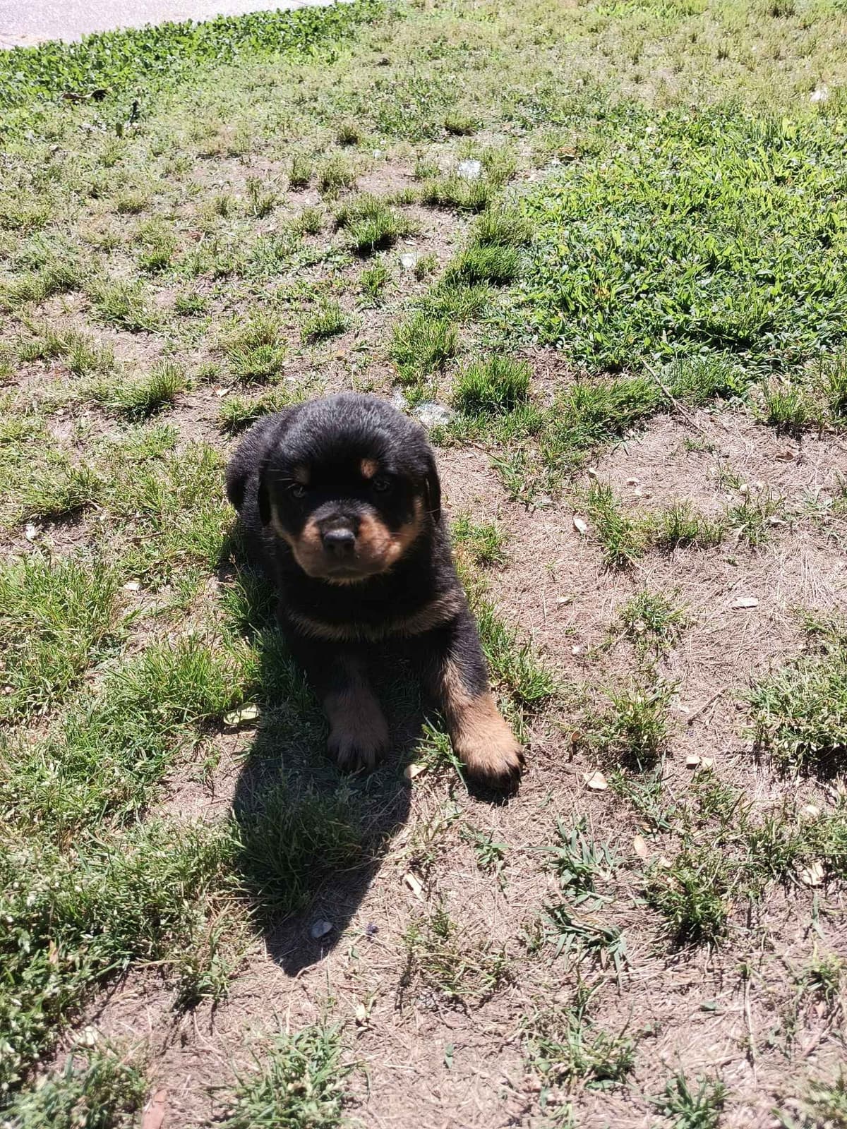 Rottweiler Puppies breeder image 5