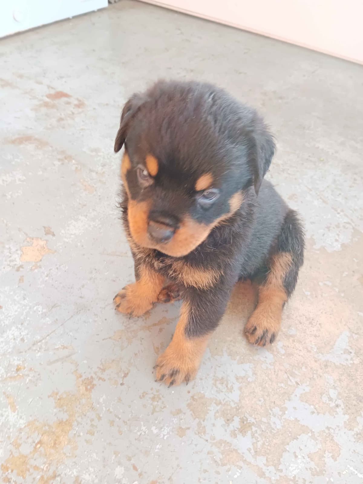 Rottweiler Puppies breeder image 6