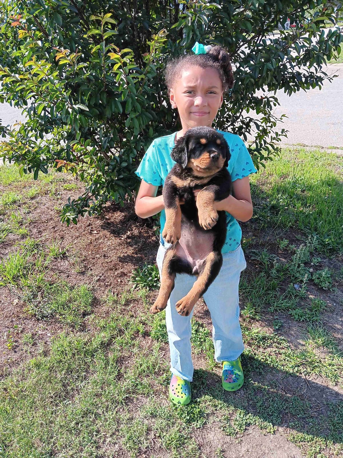 Rottweiler Puppies breeder image 8