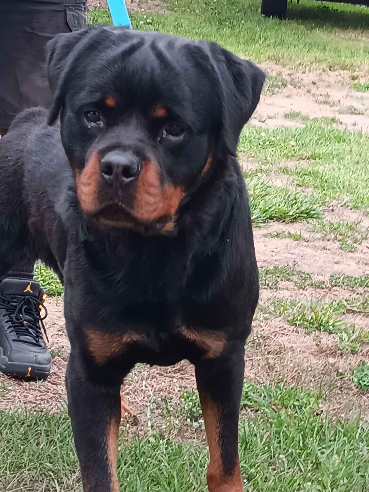 Rottweiler Puppies breeder image 9