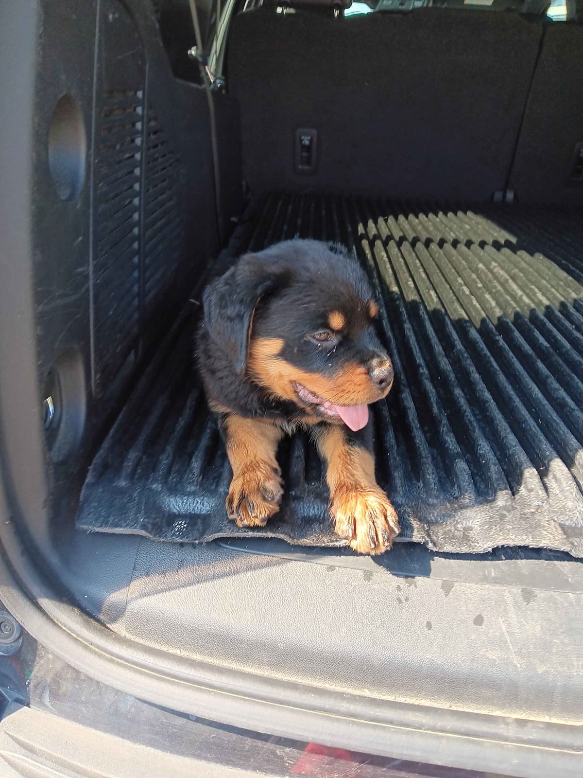 Rottweiler Puppies breeder image 11