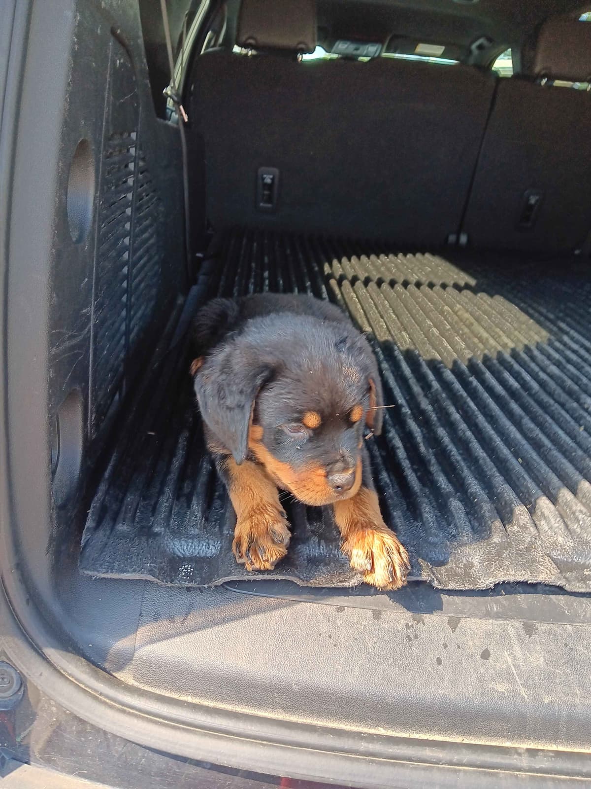 Rottweiler Puppies breeder image 12