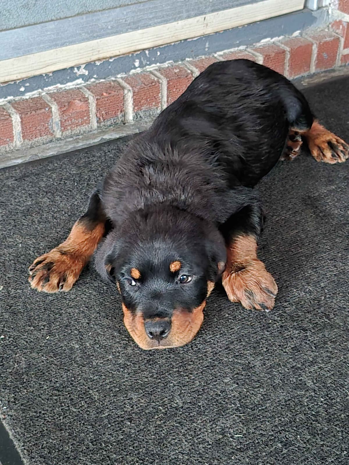 Rottweiler Puppies breeder image 17