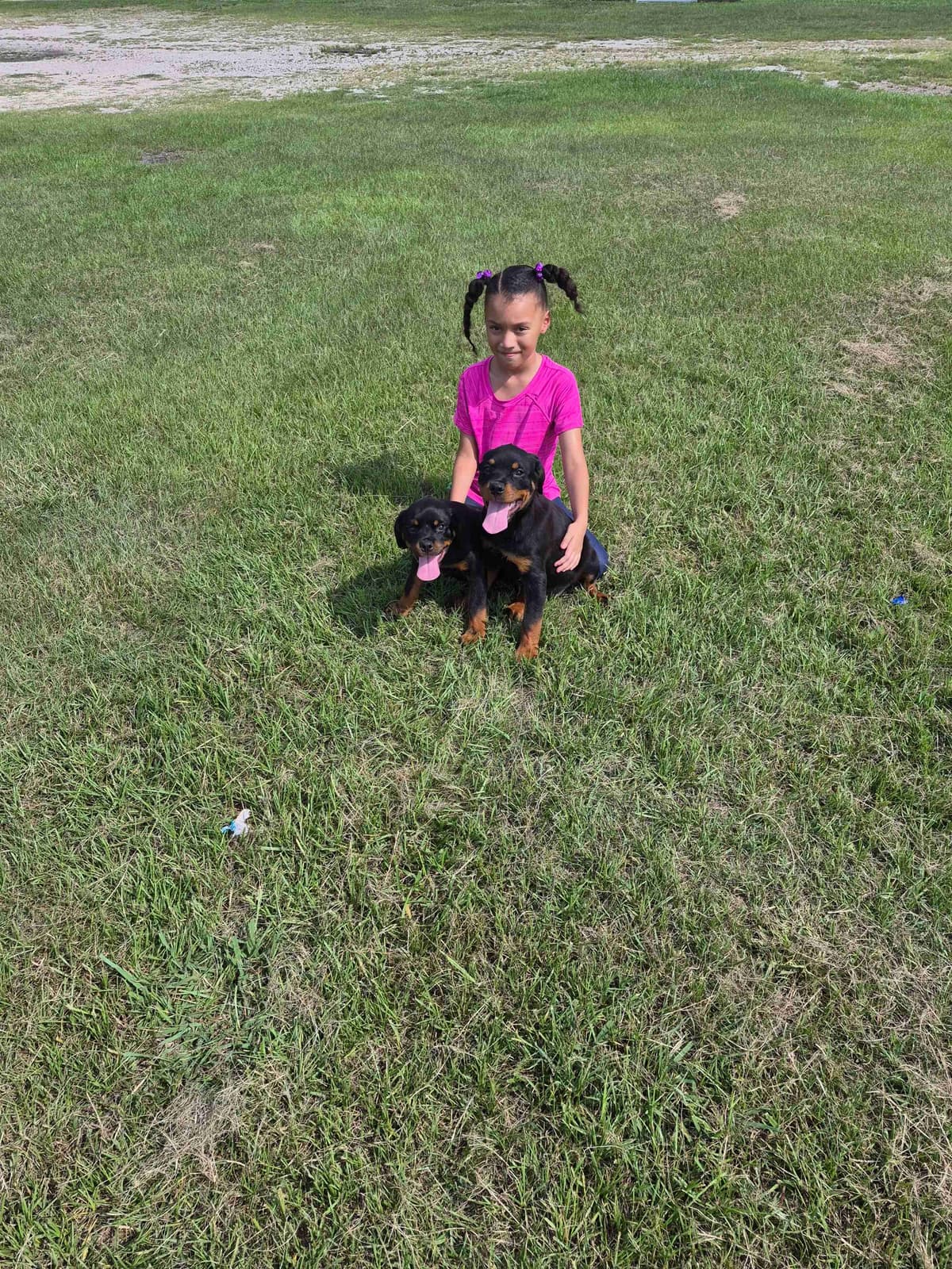 Rottweiler Puppies breeder image 18