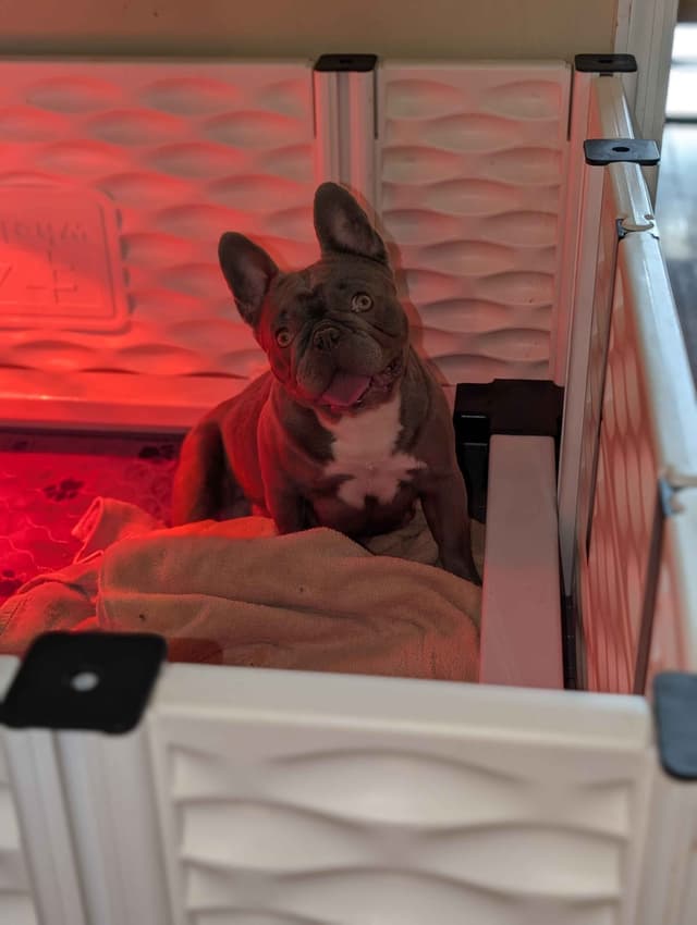 French Bulldog Puppies Narco/Kumo lines media 2