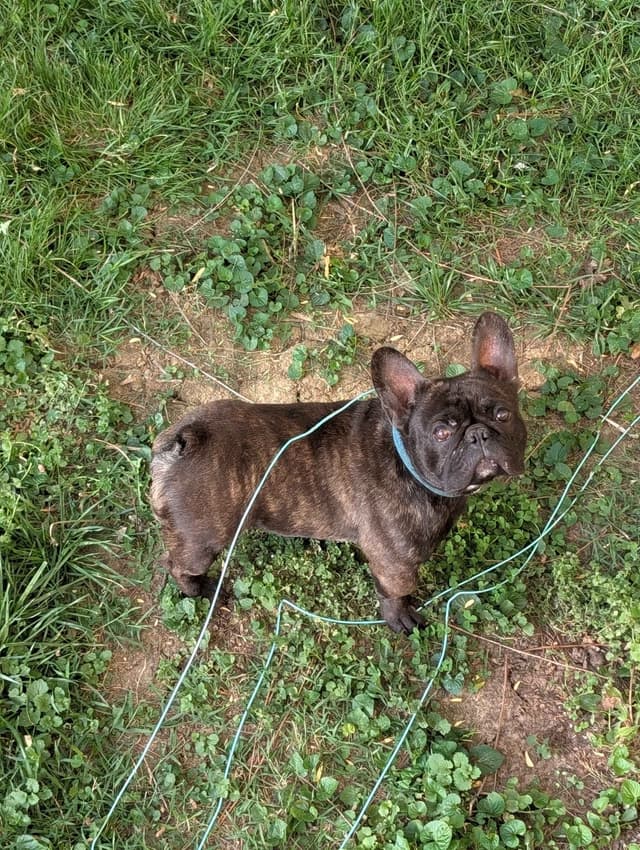 French Bulldog Puppies Narco/Kumo lines media 5