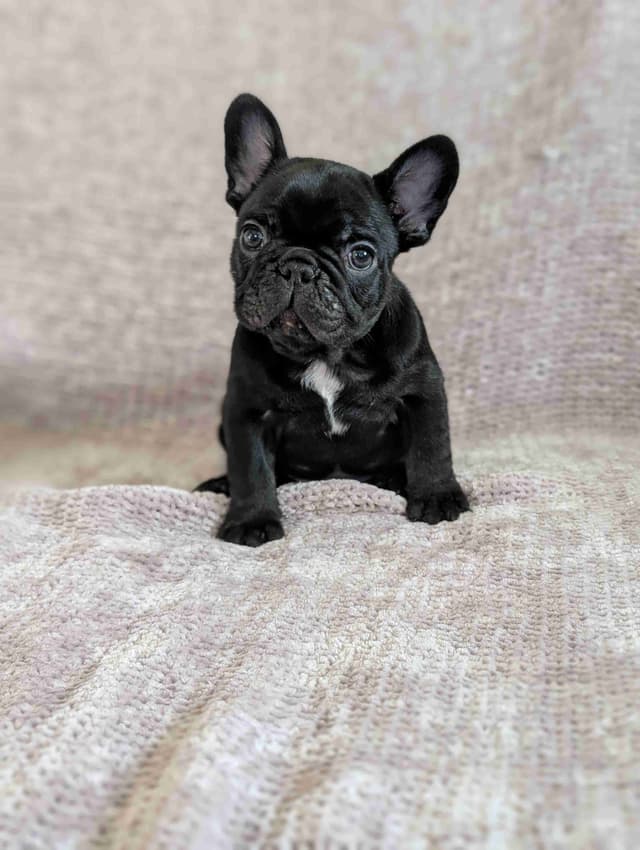 French Bulldog Puppies Narco/Kumo lines media 6