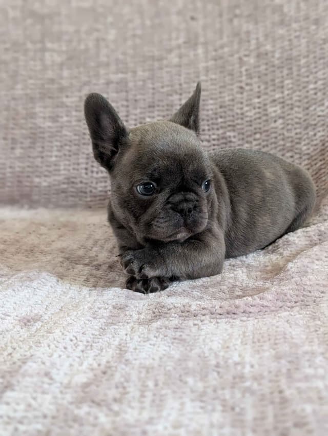 French Bulldog Puppies Narco/Kumo lines media 9