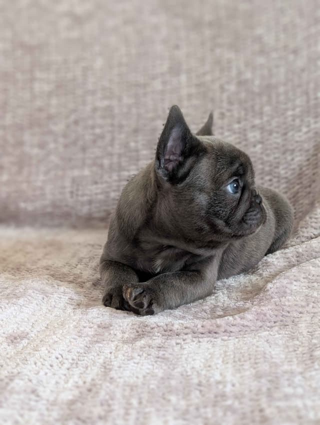 French Bulldog Puppies Narco/Kumo lines media 10