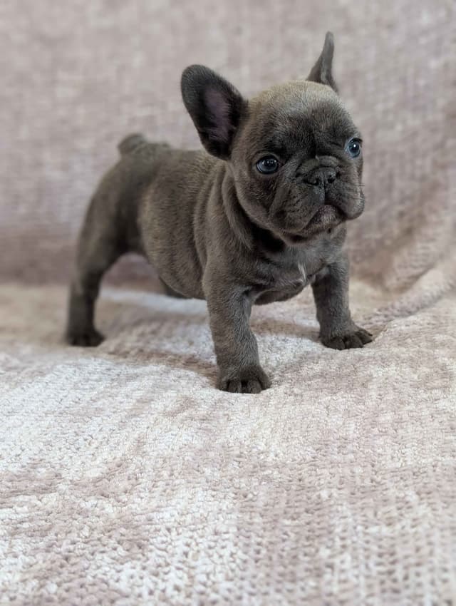 French Bulldog Puppies Narco/Kumo lines media 8