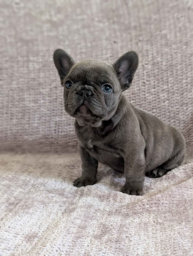 French Bulldog Puppies Narco/Kumo lines media 16