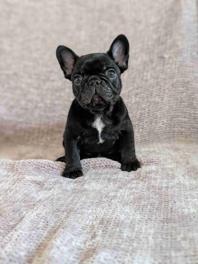 French Bulldog Puppies Narco/Kumo lines media 7