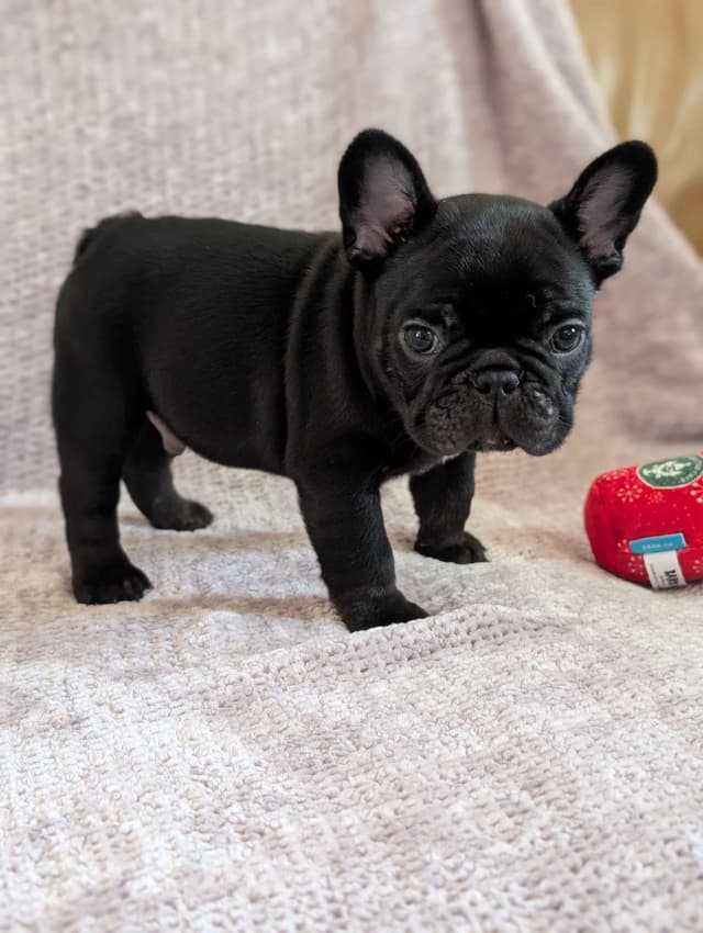 French Bulldog Puppies Narco/Kumo lines media 12