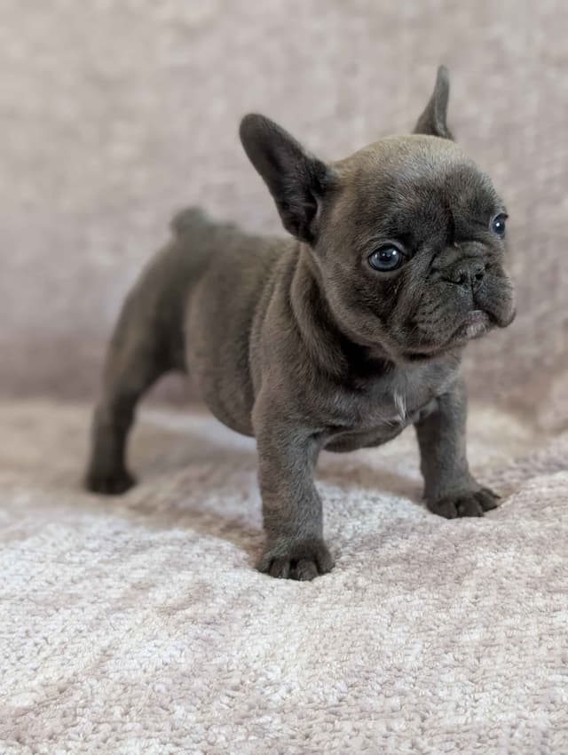 French Bulldog Puppies Narco/Kumo lines media 15
