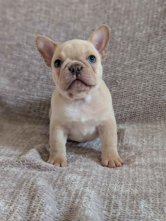 French Bulldog Puppies Narco/Kumo lines media 11