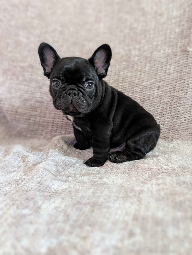 French Bulldog Puppies Narco/Kumo lines media 13