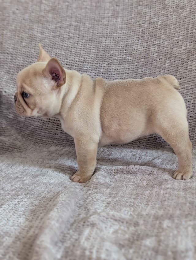 French Bulldog Puppies Narco/Kumo lines media 17