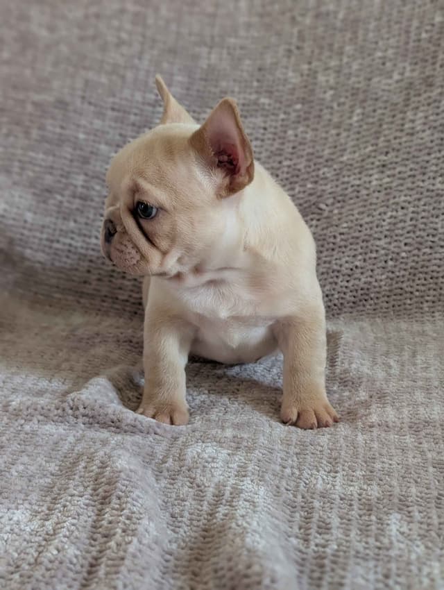 French Bulldog Puppies Narco/Kumo lines media 14