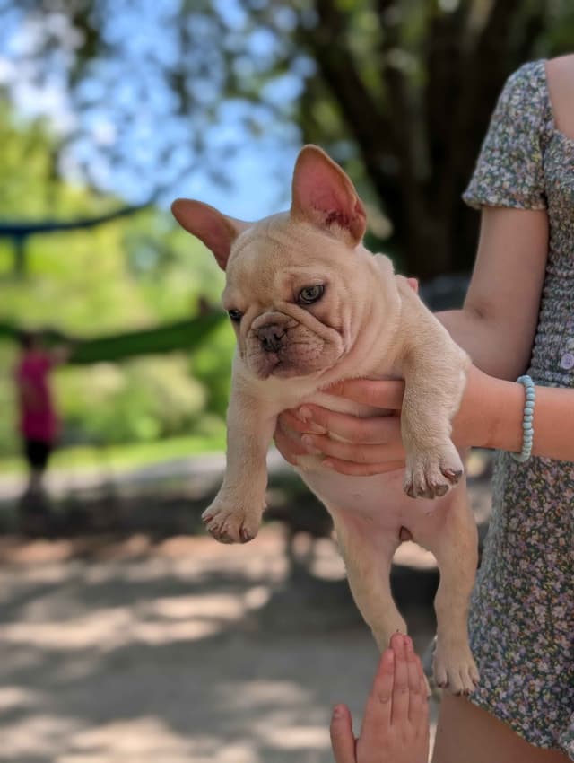 French Bulldog Puppies Narco/Kumo lines media 18