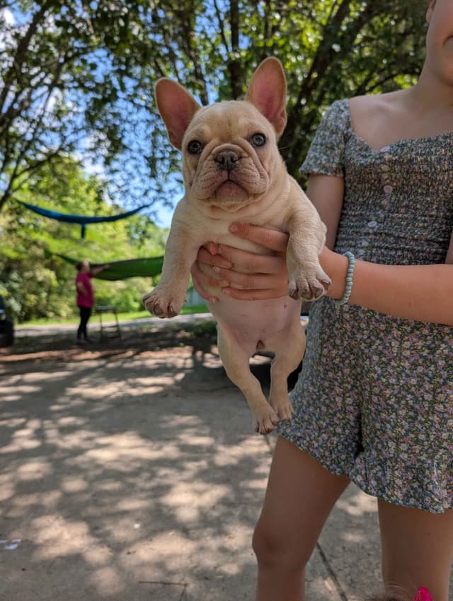 French Bulldog Puppies Narco/Kumo lines media 20