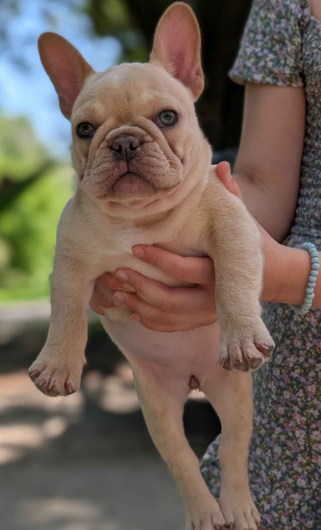French Bulldog Puppies Narco/Kumo lines media 19
