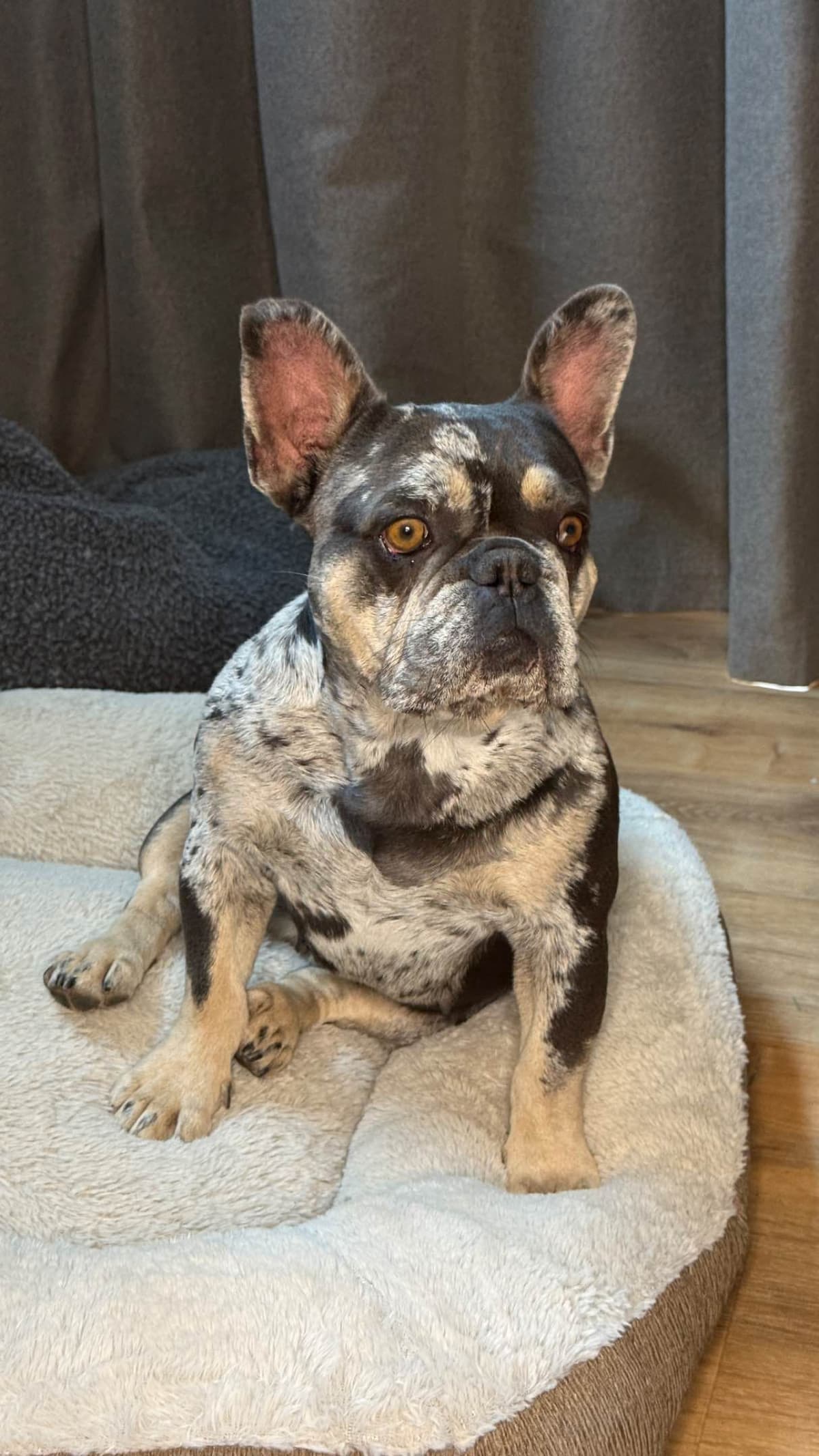 French Bulldog Puppies breeder image 3